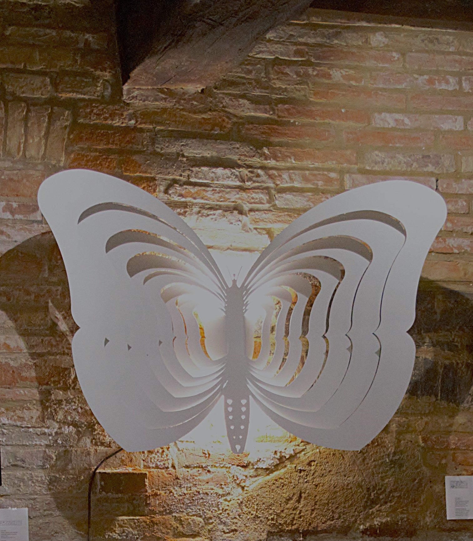 White Butterfly